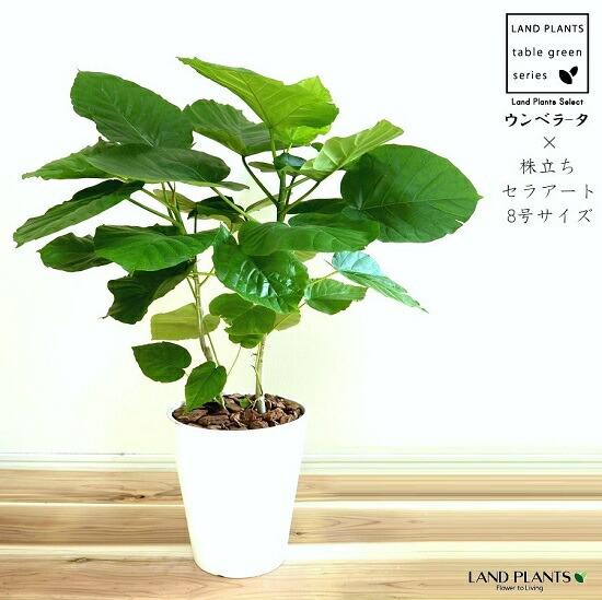 ウンベラータ （株立ち） 8号 セラアート 白色 鉢植え ゴム ゴムノキ ゴムの木 ハート型 白 ホワイト 丸 観葉植物｜ランドファーム