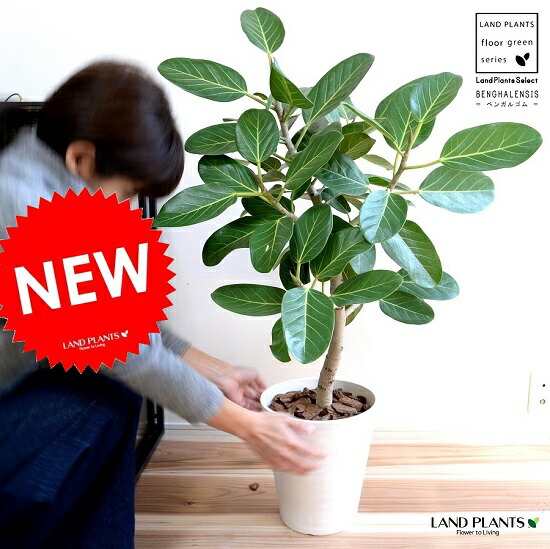 ベンガレンシス（気取らない樹形） 8号 セラアート （白いこと）鉢植え 大型 ベンガル天然ゴム 天然ゴム 天然ゴムの木 ンガルボダイジュ 白 白いこと 丸 観葉草木 丸い・円い葉 banyan バンヤンジュ