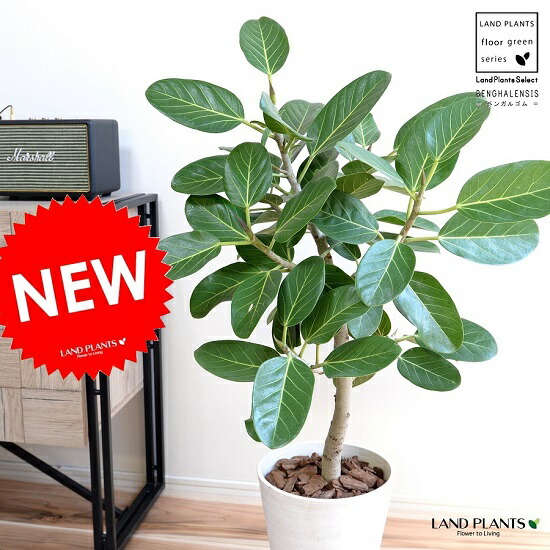 ベンガレンシス（気どらずに樹形） 8号 白いこと セラアート 鉢植え 大型 ベンガル天然ゴム 天然ゴム 天然ゴムの木 ンガルボダイジュ 白 白いこと 丸 観葉草木 丸い・円い葉 banyan バンヤンジュ