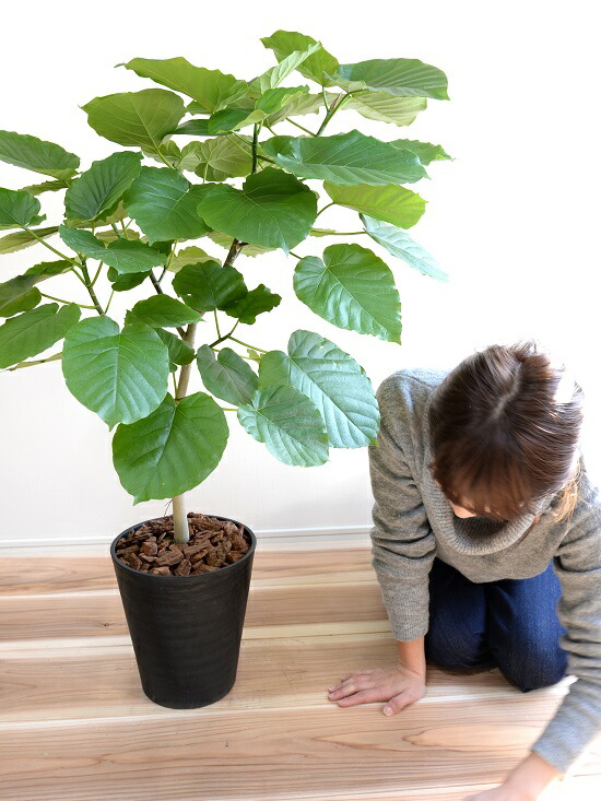 ウンベラータ 8ナンバー 縄付ん坊 セラアートされこうべ 鉢植え 大型 観葉植物 己れと木形容 手土産送届ける可 8号鉢 貨物輸送無料 黒 ブラック 完ぺき Nobhillmusic Com