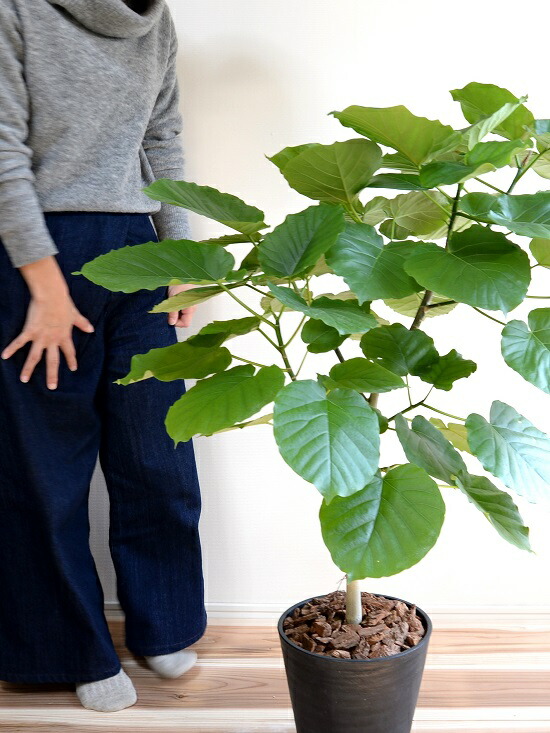 ウンベラータ 8ナンバー 縄付ん坊 セラアートされこうべ 鉢植え 大型 観葉植物 己れと木形容 手土産送届ける可 8号鉢 貨物輸送無料 黒 ブラック 完ぺき Nobhillmusic Com