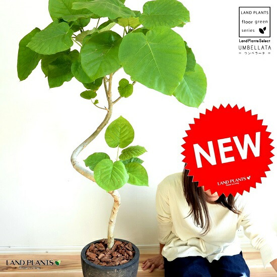 楽天市場】ウンベラータ（3Dカーブ曲がり） 黒色 エッグ型 ラウンド