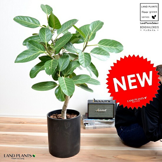 新着商品 ベンガルゴム 大型 鉢植え シリンダー型 ファイバーポット 黒色 ベンガレンシス ゴム バンヤンジュ Banyan 丸い葉 観葉植物 丸 ブラック 黒 ンガルボダイジュ ゴムの木 B 007 Www Mdtec Com Ar 新着商品 ベンガルゴム 大型 鉢植え シリンダー型 ファイバーポット 黒色 ベンガレンシス ゴム バンヤンジュ Banyan 丸い葉 観葉植物 丸 ブラック 黒 ンガルボダイジュ ゴムの木 B 007 Www Mdtec Com Ar