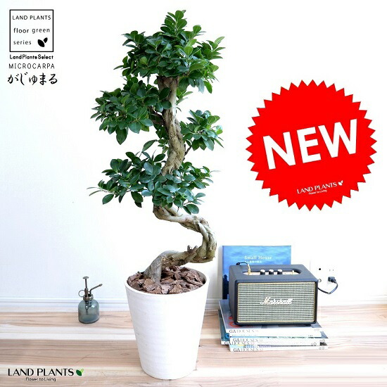 ガジュマル （曲がり盆栽） 白色 セラアート鉢 8号 鉢植え がじゅまる 大型 昇り竜 鉢 白 ホワイト 丸 観葉植物 送料無料 bonsai｜ランドファーム