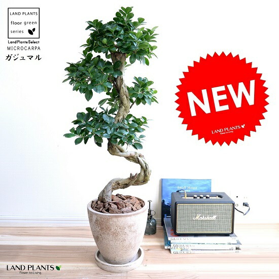 【楽天市場】ガジュマル （曲がり盆栽） 茶色 エッグラウンド 陶器鉢 鉢植え 陶器 がじゅまる 大型 昇り竜 鉢 茶 ブラウン ベージュ 砂色 丸  観葉植物 送料無料 bonsai : ランドファーム