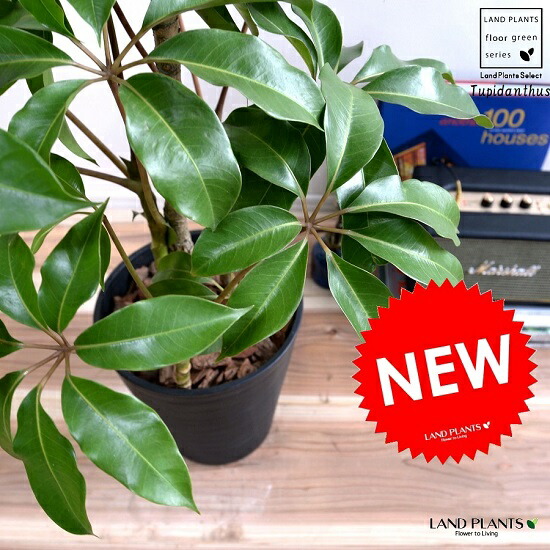 楽天市場】ツピダンサス 曲がり 8号 観葉植物 チュピタンサス