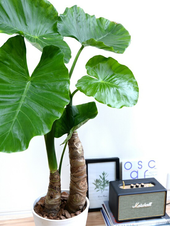 在庫有 斑入りクワズイモ ！鉢シリーズ！Alocasia 約50cm pot11cm 