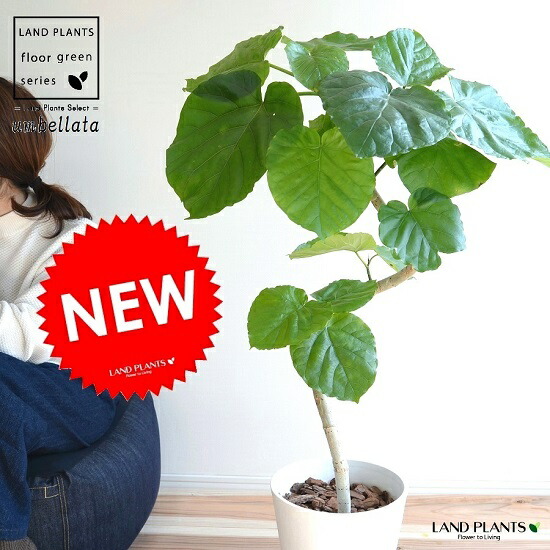 楽天市場】ウンベラータ（3Dカーブ曲がり） 8号 白色 セラアート鉢