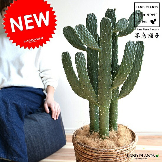 ベンケイチュウ　弁慶柱　10株　3号 ベンケイチュウ(弁慶柱) 科名 サボテン科 原産地 アメリカから