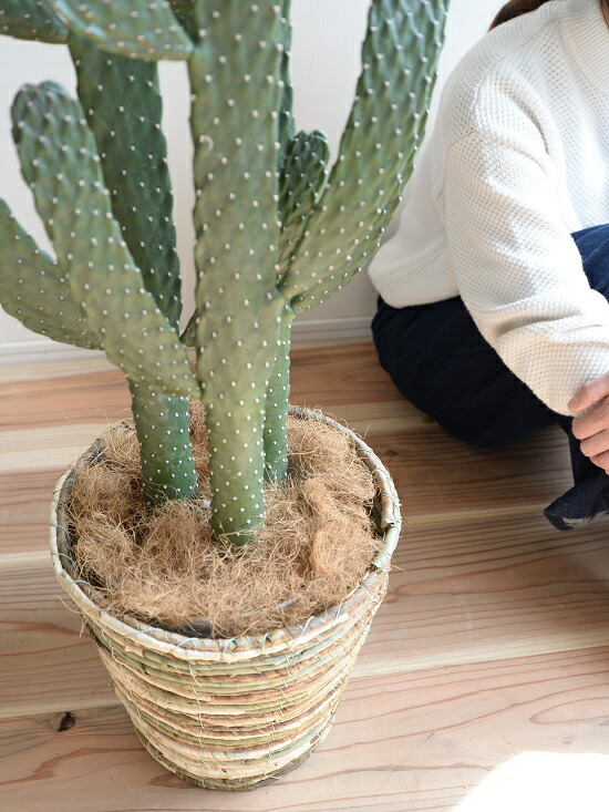 お気にいる サボテン ウチワサボテン 3本立ち バナナリーフ バスケット 迷彩色 鉢植え 墨烏帽子 スミエボシ 大型 鉢 苗 苗木 茶 砂 緑 カモフラージュ 丸 ラウンド 観葉植物 送料無料 ふるさと納税 Antofagastaen100palabras Cl