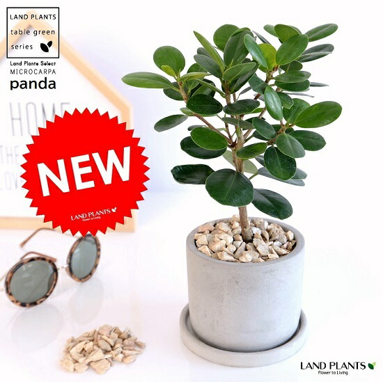 楽天市場】パンダガジュマル 白い陶器鉢 観葉植物 インテリア