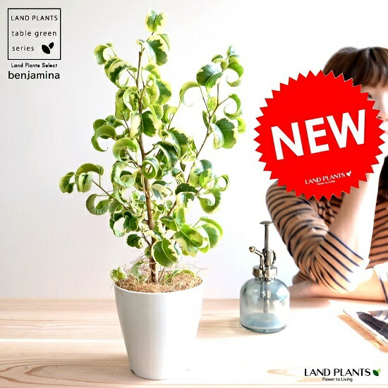 ☆ ベンジャミン シタシオン♪ 158cm 曲がり仕立て♪ ☆ ベンジャミン