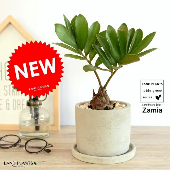 ザミア・フルフラケア（メキシコソテツ） 美株 希少種 観葉植物 観葉植物 メキシコ ソテツ | まるで翼のようなザミア