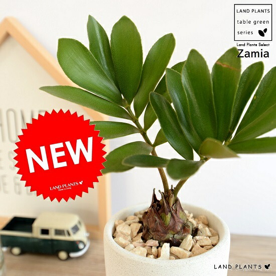 ザミア・フルフラケア（メキシコソテツ） 美株 希少種 観葉植物 観葉植物 メキシコ ソテツ | まるで翼のようなザミア