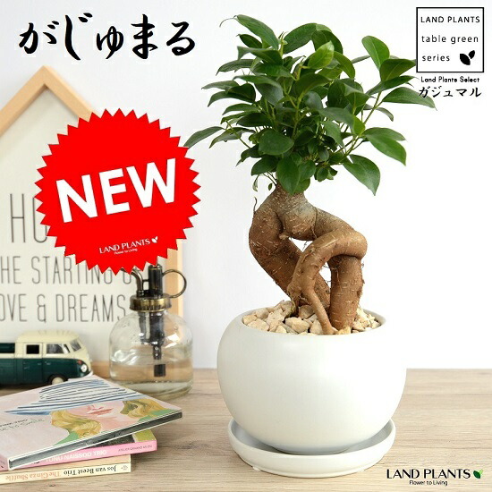 がじゅまる halrc0097043024.jpg