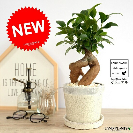 ガジュマル 幹太様式 なまやさしい色調 磁器鉢 白み色 鉢植え 陶器鉢 鉢 苗 若木 ホワイト 白 完備した ラウンド 観葉植物 送料無料 Hotjobsafrica Org