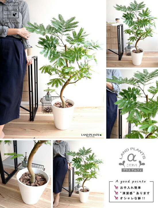 エバーフレッシュ 8号 セラアート鉢 白色 鉢植え 鉢 苗 苗木 大型 観葉植物 送料無料 白 ホワイト 丸 ラウンド プラ鉢 アカサヤネムノキ Educaps Com Br