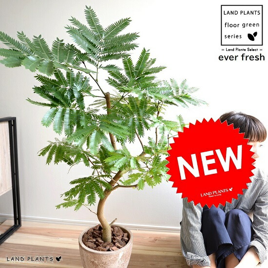 エバーフレッシュ エッグ ラウンド 瀬戸もの鉢 赤銅色 鉢植え 鉢 苗 若木 大型 観葉草木 貨物輸送無料 egg瀬戸もの 茶 赤銅色 ベージュ 丸 ラウンド アカサヤネムノキ