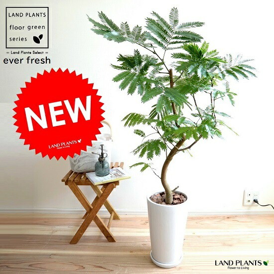 エバーフレッシュ 白いこと か細い型 瀬戸もの鉢 鉢植え 鉢 瀬戸もの 苗 若木 大型 観葉草木 貨物輸送無料 白 白いこと 丸 ラウンド プラ鉢 アカサヤネムノキ
