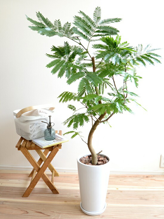 エバーフレッシュ 純白色 華奢形姿 セラミック器 鉢植え 鉢 陶器 苗 若木 大型 観葉植物 送料無料 白 白人種 円形 ラウンド プラ鉢 アカサヤネムノキ Hotjobsafrica Org