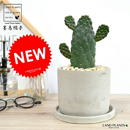 珍しい カクタス スミエボシ 1f ミニバンザイ セメント 円柱金型 土器髑髏 サボテン 鉢植え 鉢 苗 苗木 観葉草木鼠色 木灰 グレー ねずみ 充実した ラウンド 多肉植物 送料無料 Afic Association Org