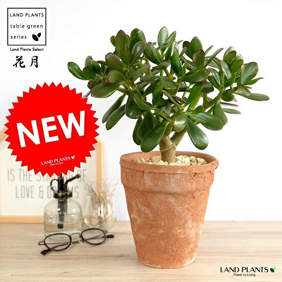 金のなる木（花月） 茶色 モスポット トール ラウンド型 鉢植え カネノナルキ 金のなる木 カゲツ ベンケイソウ 茶 ブラウン オレンジ 素焼 陶器 丸 ラウンド 観葉植物 送料無料｜ランドファーム