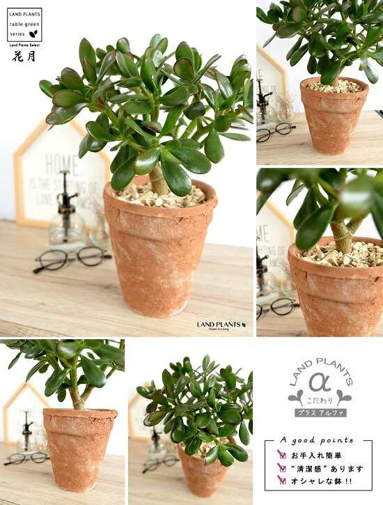 カネノナルキ 花月 茶色 モスポット トール ラウンド型 鉢植え 金のなる木 カゲツ ベンケイソウ 茶 ブラウン オレンジ 素焼 陶器 丸 ラウンド 観葉植物 送料無料 Letempslev K7a Com