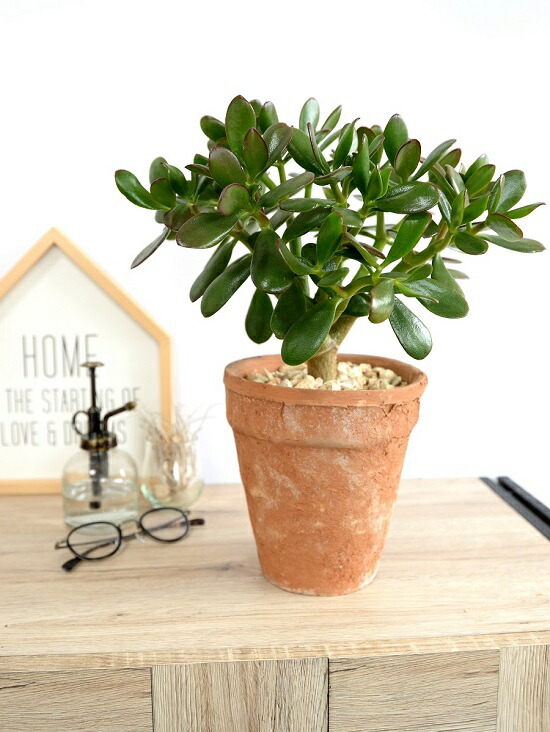 カネノナルキ 花月 茶色 モスポット トール ラウンド型 鉢植え 金のなる木 カゲツ ベンケイソウ 茶 ブラウン オレンジ 素焼 陶器 丸 ラウンド 観葉植物 送料無料 Letempslev K7a Com