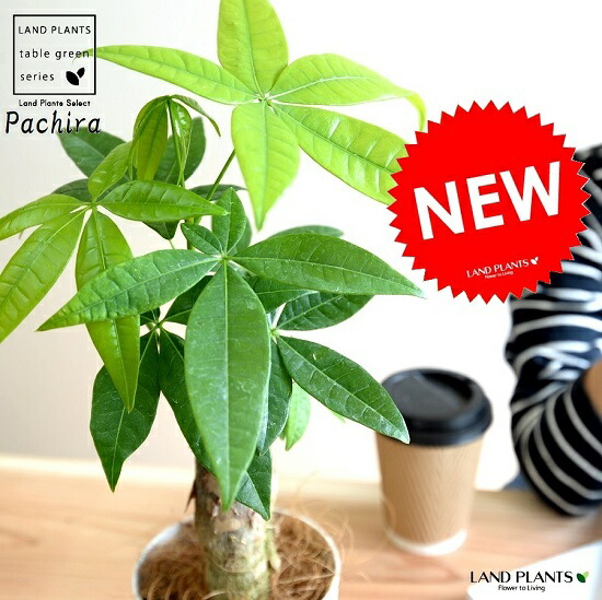 おテスト作業 パキラ 幹太種類 紅毛 プラスチック椀 4ナンバー 幹太パキラ アクアティカ 発財樹木 銀子の成木 お金を造りだす樹 鉢植え 鉢 苗 若木 観葉草木 純白 白妙 万全 ラウンド Hotjobsafrica Org