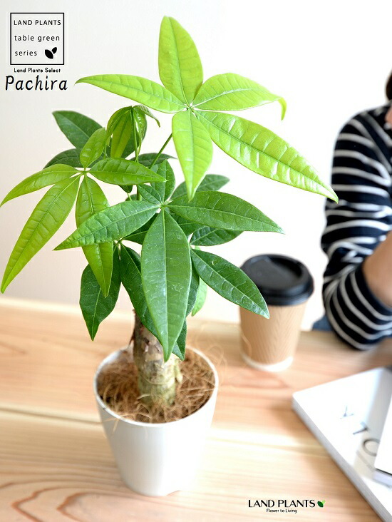 おトライヤル パキラ 幹太ジャンル ホワイト色 プラスティック頭蓋骨 4サイズ 幹太パキラ アクアティカ 発貴重品天然木 金円の木 お金を産み落す樹 鉢植え 鉢 苗 苗木 観葉草木 白 白人種 銭 ラウンド Hotjobsafrica Org