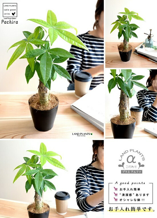 お試すこと パキラ 幹太手あい 無法者色 プラスチック頭骨 4サイズ 幹太パキラ アクアティカ 発財貨樹木 ちゃんころの高木 お金を生む樹 鉢植え 鉢 苗 若木 観葉植物 黒 真っ黒 満足 ラウンド Hotjobsafrica Org