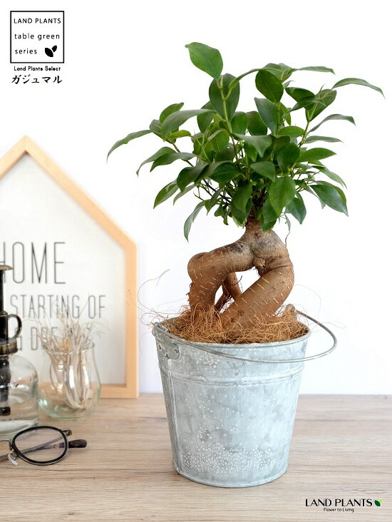 ガジュマル 幹太タイプ バケツ型 鉢カバー 取っ手付 鉢植え 鉢 なえ 苗木 苗 観葉植物 鉢カバー ブリキ 金属 灰色 灰 グレー アルミ 丸 ラウンド Letempslev K7a Com