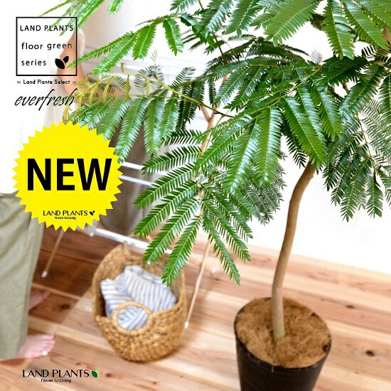 エバーフレッシュ（自然樹形） 10号 セラアート鉢 黒色 【ココファイバー・受皿】 鉢 鉢植え 植木鉢 プラスチック プラ鉢 ねむの木 ネムノキ エバー アカサヤネムノキ 黒 ブラック 大型 尺 尺鉢｜ランドファーム