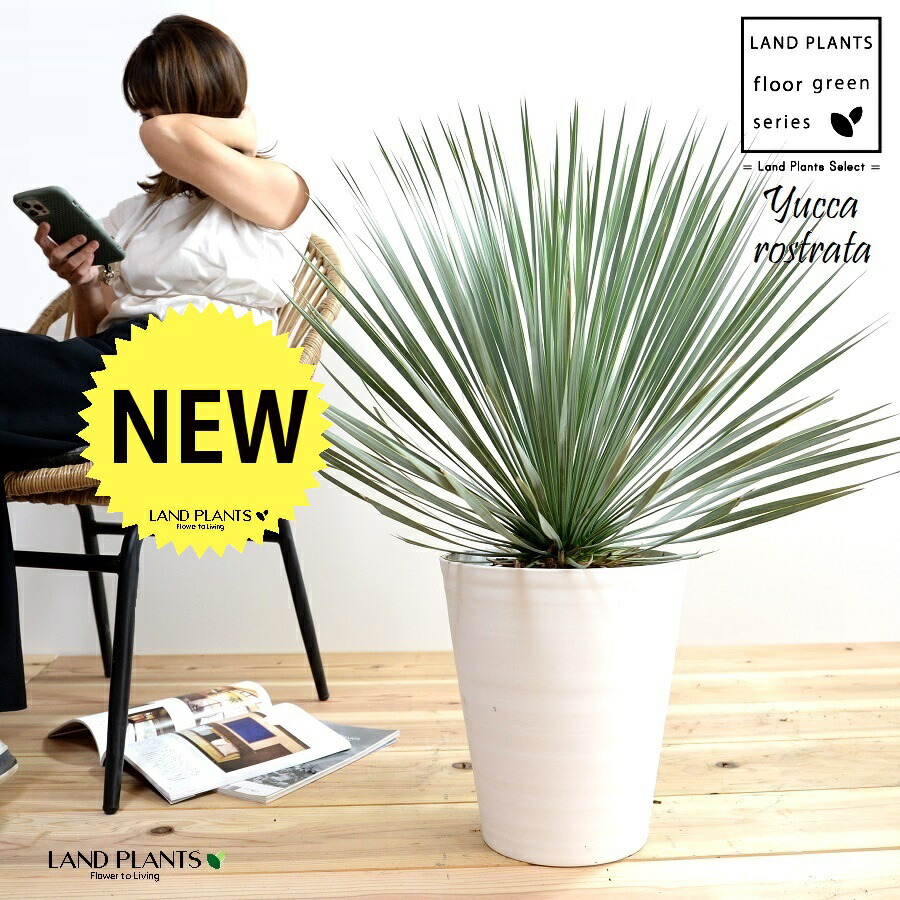 楽天市場】ユッカ（ロストラータ） 10号 ファイバー製 キューブ