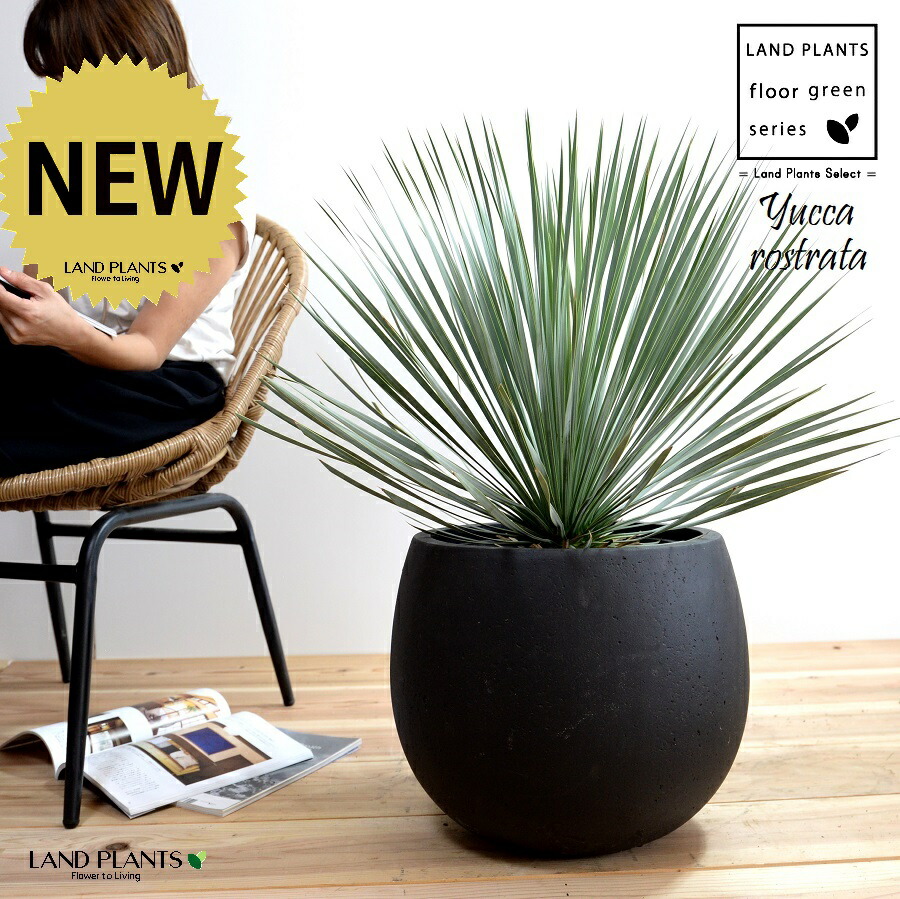 ユッカ　ロストラータ　黒鉢 楽天市場】ユッカ（ロストラータ） 10号 ファイバー製 キューブ型 陶器