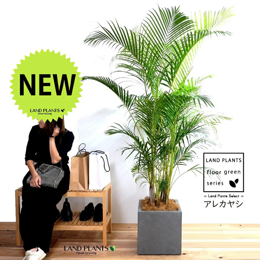 楽天市場】ヤシの木（アレカヤシ） 10号 ファイバー製 キューブ 陶器鉢