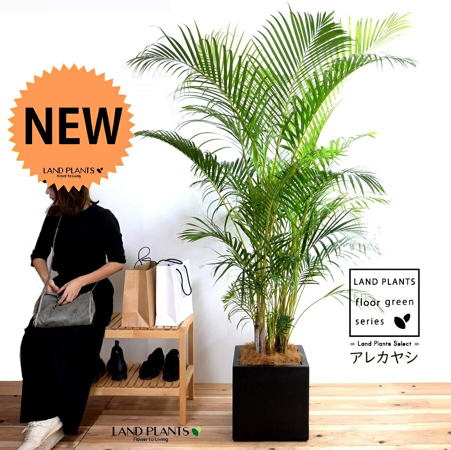 楽天市場】ヤシの木（アレカヤシ） 10号 ファイバー製 キューブ 陶器鉢