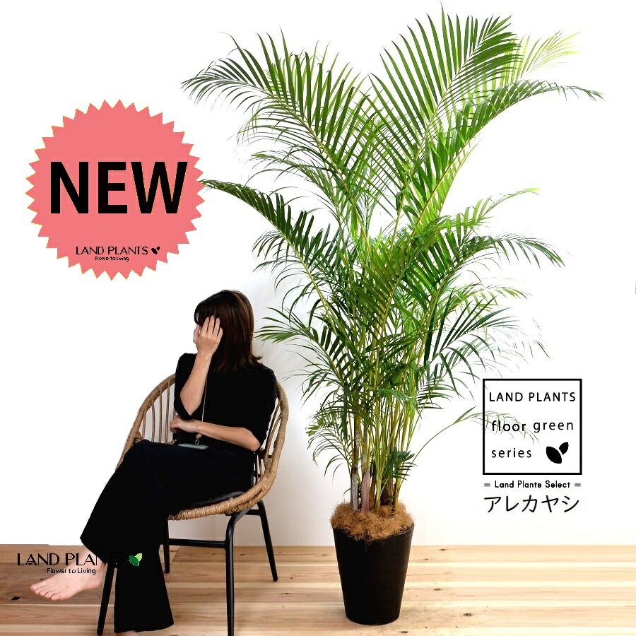 【楽天市場】ヤシの木（アレカヤシ） 10号 セラアート鉢 黒色 【ココファイバー・プラ皿・育て方】 椰子 椰子の木 ヤシ ヤシノキ シノニム