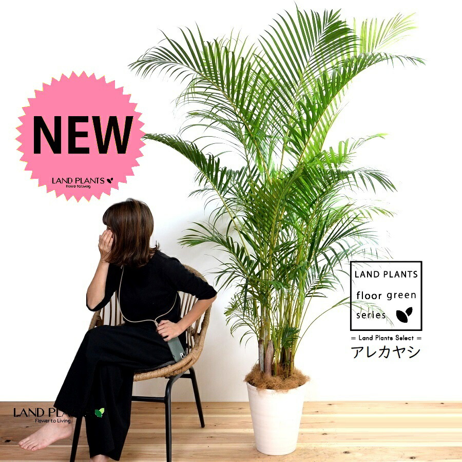 楽天市場】ヤシの木（アレカヤシ） 10号 ファイバー製 キューブ 陶器鉢