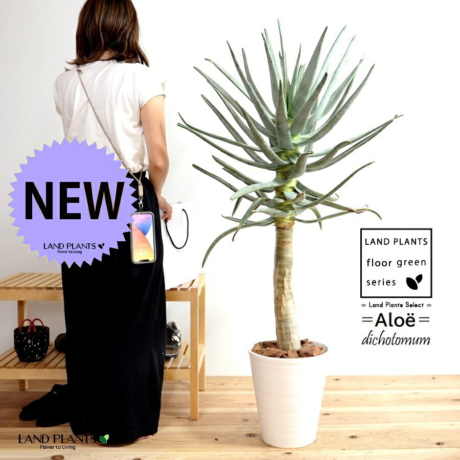 鉢のまま発送　ディコトマ　状態良好 鉢のまま発送 ディコトマ 状態良好