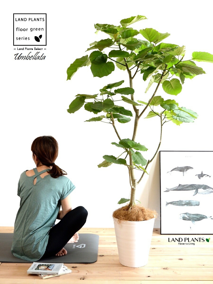 ウンベラータ（自然樹形） 10号 セラアート鉢 白色 【ココファイバー・プラ皿】 鉢 鉢植え 植木鉢 プラ鉢 プラスチック ゴムノキ ゴムの木 ゴム ウンダベータ ウランベータ 白 ホワイト 丸 丸型 ラウンド 大型 尺 尺鉢｜ランドファーム