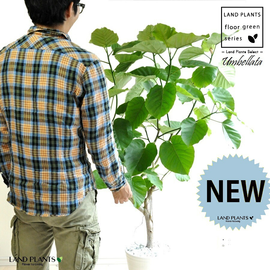 ウンベラータ（気どらずに樹形） 10号 セラアート鉢 白いこと 【白いこと・プラ皿】 鉢 鉢植え 鉢 プラ鉢 可塑性物質 ゴムノキ 予防医学の木 予防医学 ウンダベータ ウラニウムベタ 白 白いこと 丸 丸型 ラウンド 大型 尺 尺鉢