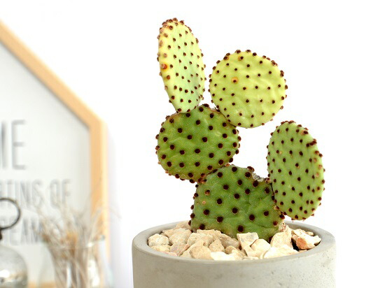 楽天市場 希少 サボテン 円形 キンエボシ セメント シリンダー型 陶器鉢 金烏帽子 ウチワサボテン カクタス 鉢植え 鉢 苗 苗木 観葉植物 灰色 灰 グレー ねずみ 丸 ラウンド 多肉植物 送料無料 サボサン ランドプランツ