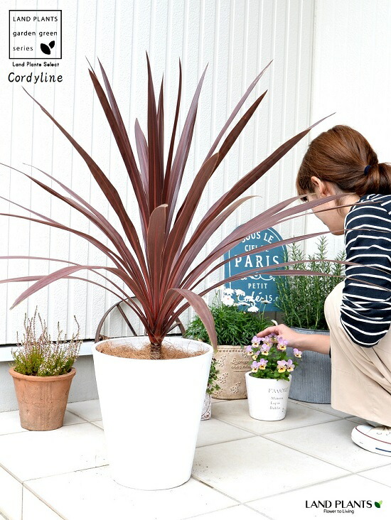 楽天市場 コルジリネ レッドスター 白色 セラアート鉢 8号 鉢植え コルディリネ 大型 苗 苗木 観葉植物 送料無料 白 ホワイト 丸 ラウンド ドラセナ センネンボク ランドプランツ