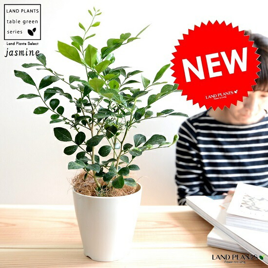 シルクジャスミン　リビングサイズ　８号　高さ115ｃｍ シルクジャスミン リビングサイズ 8号 高さ115cm 楽天市場】観葉