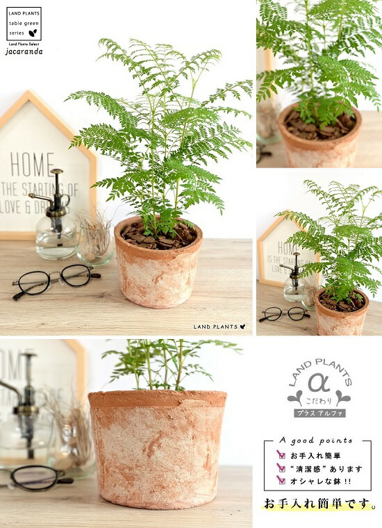 滅多にない草木 ジャカランダ モスポット 円柱スタイル 褐色色 テラコッタ ミモシフォリア キリモドキ ジャヤカランタ ブラジリアンローズウッド 鉢植え 苗 若木 ハカランダ ファーニチャー インスツルメント 観葉植物 送料無料 茶 赤銅 橙色 Foxunivers Com