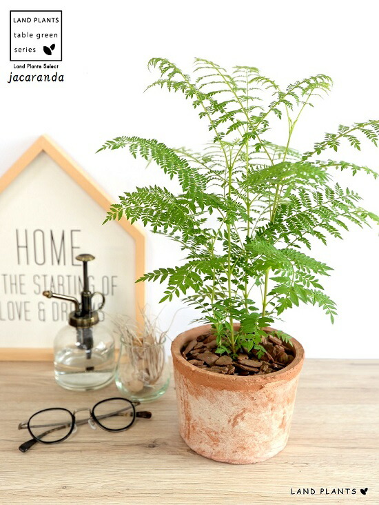 滅多にない草木 ジャカランダ モスポット 円柱スタイル 褐色色 テラコッタ ミモシフォリア キリモドキ ジャヤカランタ ブラジリアンローズウッド 鉢植え 苗 若木 ハカランダ ファーニチャー インスツルメント 観葉植物 送料無料 茶 赤銅 橙色 Foxunivers Com