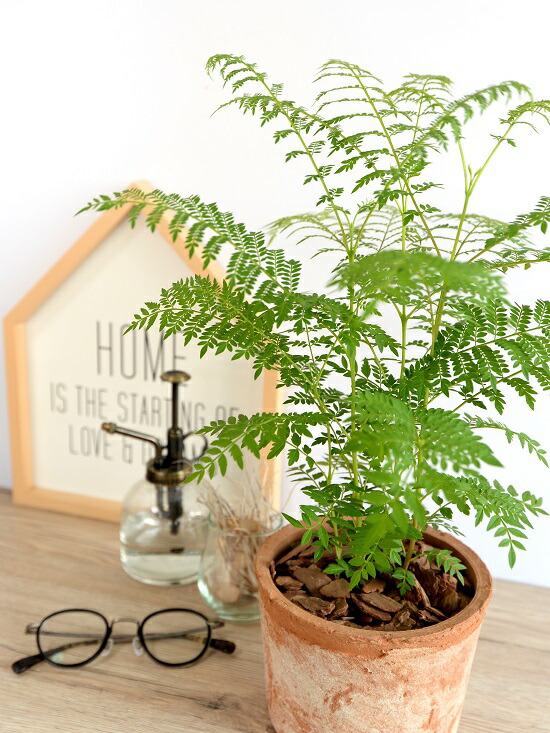 滅多にない草木 ジャカランダ モスポット 円柱スタイル 褐色色 テラコッタ ミモシフォリア キリモドキ ジャヤカランタ ブラジリアンローズウッド 鉢植え 苗 若木 ハカランダ ファーニチャー インスツルメント 観葉植物 送料無料 茶 赤銅 橙色 Foxunivers Com