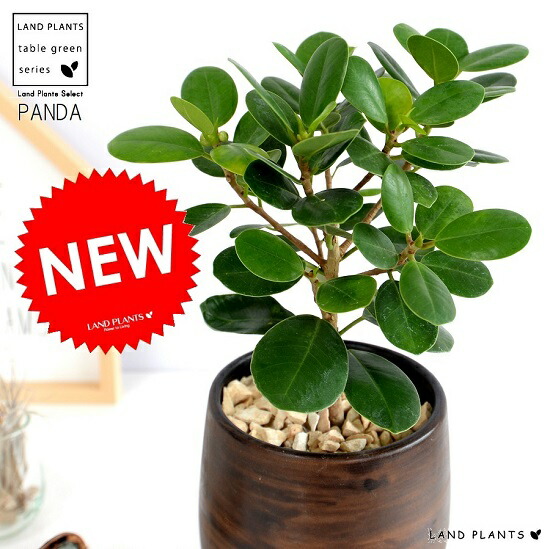 現品　ガジュマル　パンダガジュマル　コパンダガジュマル　30番　希少　観葉植物 パンダガジュマル-034 7号鉢 観葉植物と植木鉢の専門店cocolate