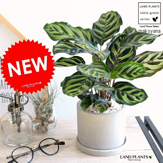 楽天市場 カラテア マコヤナ セメント シリンダー型 陶器鉢 鉢植え 鉢 苗 苗木 観葉植物 送料無料 灰色 灰 グレー ねずみ 丸 ラウンド ランドプランツ